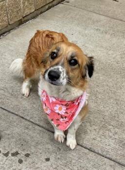 Australian Cattle Dog Blue Heeler Dogs Available for Adoption - PEACHES | PetCurious