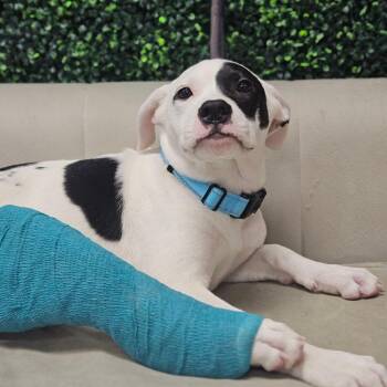 Odee -  Pit Bull Terrier and English Bulldog Dog for Adoption in East St. Louis, Illinois - Odee | PetCurious
