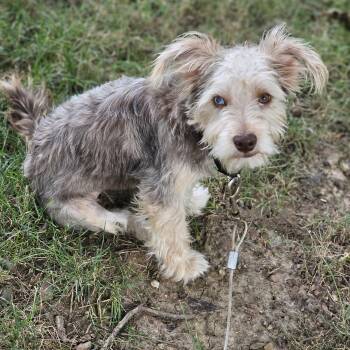 David Bowie Springfield -  Yorkshire Terrier Dog for Adoption in Shiloh, Illinois - David Bowie Springfield | PetCurious