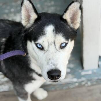 Kyle -  Husky Dog for Adoption in New Orleans, Louisiana - Kyle | PetCurious