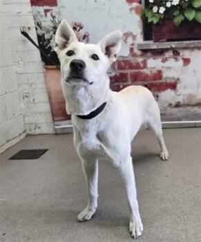 German Shepherd Dog and Mixed Breed Dogs Available for Adoption in San Bernardino, California - MARY KATE | PetCurious