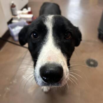 Twig -  Border Collie and Mixed Breed Dog for Adoption in Flagstaff, Arizona - Twig | PetCurious