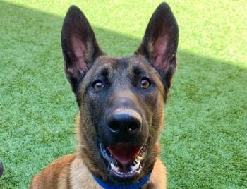 SAVE ME PLEASE Ballow - IDA552692 -  Belgian Shepherd Malinois Dog for Adoption in San Marcos, California - SAVE ME PLEASE Ballow - IDA552692 | PetCurious