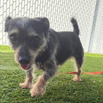 Bobert -  Terrier and Mixed Breed Dog for Adoption in Bedford, New Hampshire - Bobert | PetCurious
