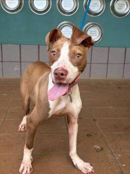 Charlie -  Pit Bull Terrier and Mixed Breed Dog for Adoption in Honolulu, Hawaii - Charlie | PetCurious