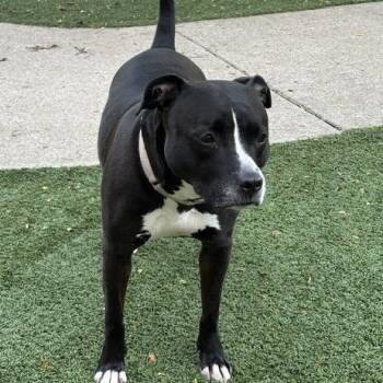Sheba -  Terrier and Mixed Breed Dog for Adoption in Indianapolis, Indiana - Sheba | PetCurious