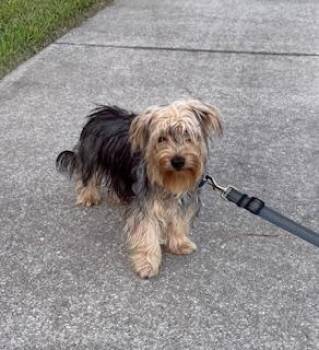 Yorkshire Terrier Dogs Available for Adoption in Alafaya, Florida - Miso | PetCurious