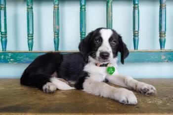 Thistle -  Border Collie and Australian Shepherd Dog for Adoption in San Antonio, Texas - Thistle | PetCurious