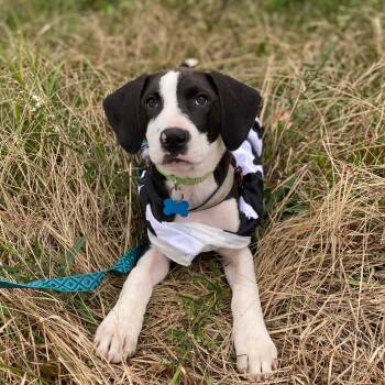 Rescue Labrador Retriever and Hound Dogs for Adoption in Columbia, South Carolina - Crush | PetCurious
