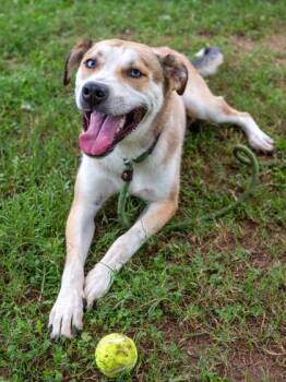 Tabasco -  Mixed Breed Dog for Adoption in Chamblee, Georgia - Tabasco | PetCurious