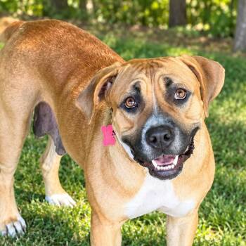 Brandee -  Pit Bull Terrier and Black Mouth Cur Dog for Adoption in East St. Louis, Illinois - Brandee | PetCurious