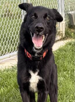 West -  Black Labrador Retriever Dog for Adoption in Bryan, Ohio - West | PetCurious