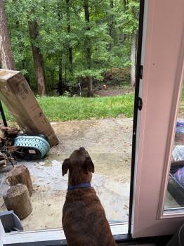 Max -  Hound and Pit Bull Terrier Dog for Adoption in Baltimore, Maryland - Max | PetCurious