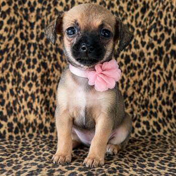 Reese -  Chiweenie and Chihuahua Dog for Adoption in Crosby, Texas - Reese | PetCurious
