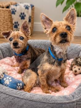 Mabel & Penelope -  Yorkshire Terrier Dog for Adoption in Salem, New Hampshire - Mabel & Penelope | PetCurious