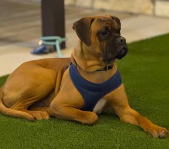 Jar Jar -  Boxer Dog for Adoption in Hewitt, Texas - Jar Jar | PetCurious