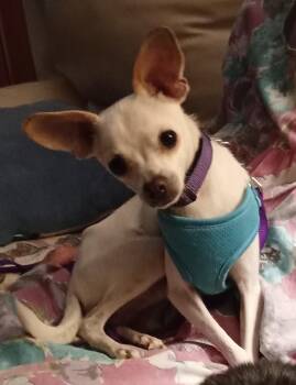 Orion -  Chihuahua Dog for Adoption in Albuquerque, New Mexico - Orion | PetCurious