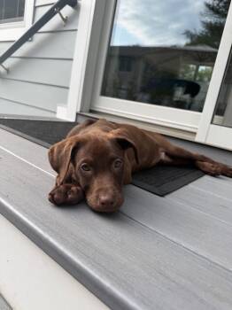 Hank -  Labrador Retriever Dog for Adoption in Riverdale, New Jersey - Hank | PetCurious