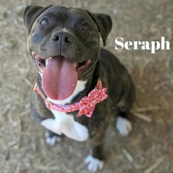 Seraph -  Pit Bull Terrier Dog for Adoption in Oak Ridge, Tennessee - Seraph | PetCurious