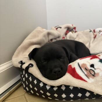 Pup 3 -  Mixed Breed Dog for Adoption in Frankfort, Indiana - Pup 3 | PetCurious