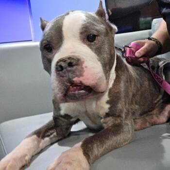 Pit Bull Terrier Dogs Available for Adoption in Bristol, Indiana - Marge | PetCurious