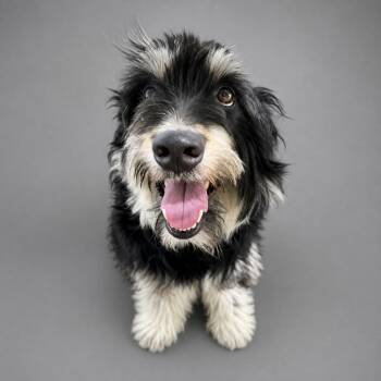 Fiddlesworth -  Poodle and Schnauzer Dog for Adoption in Hardeeville, South Carolina - Fiddlesworth | PetCurious
