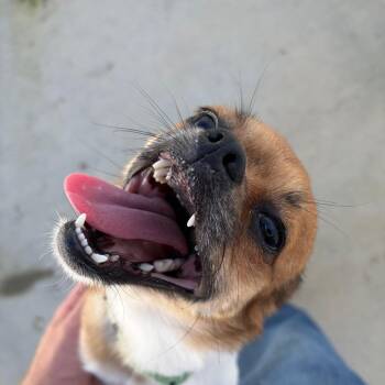 Guy Frankie -  Pug Dog for Adoption in Harrisonburg, Virginia - Guy Frankie | PetCurious