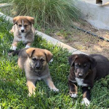 Piglet -  Cattle Dog and Mixed Breed Dog for Adoption in Riverside, California - Piglet | PetCurious