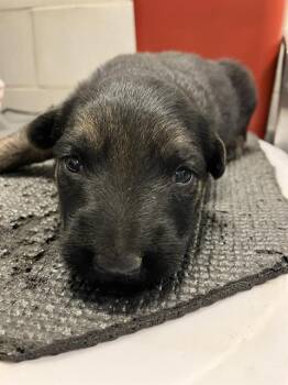 COLLIN -  German Shepherd Dog Dog for Adoption in Dallas, Texas - COLLIN | PetCurious