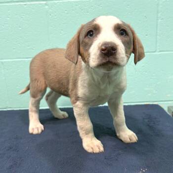 Labrador Retriever Dogs Available for Adoption in Cabot, Arkansas - Birdie Jo | PetCurious