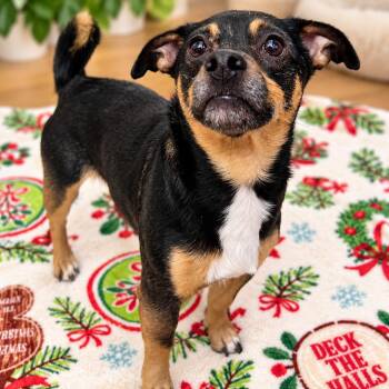 Baker -  Chihuahua and Mixed Breed Dog for Adoption in Hopkinton, Massachusetts - Baker | PetCurious