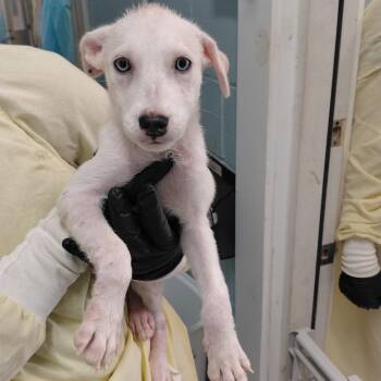 PRIMA 8377 -  Husky and Mixed Breed Dog for Adoption in Loxahatchee Groves, Florida - PRIMA 8377 | PetCurious