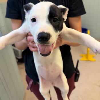 Mixed Breed Dogs Available for Adoption in Columbus, Georgia - Rebel | PetCurious