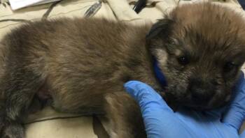 A1934702 -  Shepherd and Mixed Breed Dog for Adoption in Riverside, California - A1934702 | PetCurious