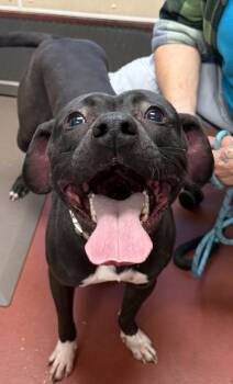 Rescue Pit Bull Terrier Dogs for Adoption in Salisbury, Maryland - Ben | PetCurious