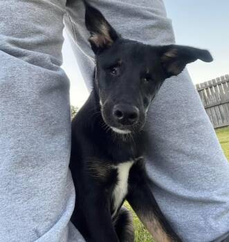 Rescue Terrier Dogs for Adoption in Arundel, Maine - Willow - In Maine | PetCurious