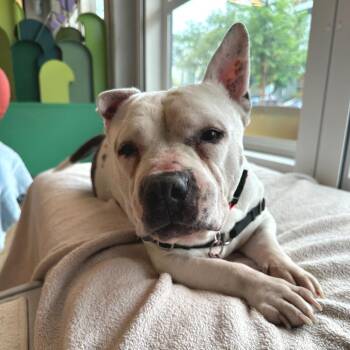 Pom Pom 13326 -  Pit Bull Terrier Dog for Adoption in San Francisco, California - Pom Pom 13326 | PetCurious