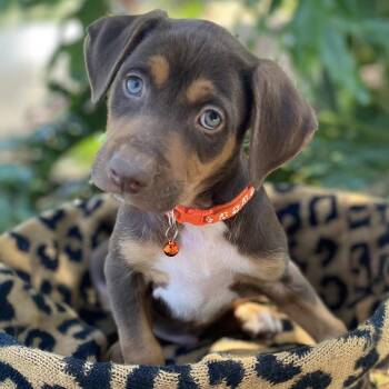 Shepherd and Hound Dogs Available for Adoption in San Diego, California - Africa Pup - Senegal | PetCurious