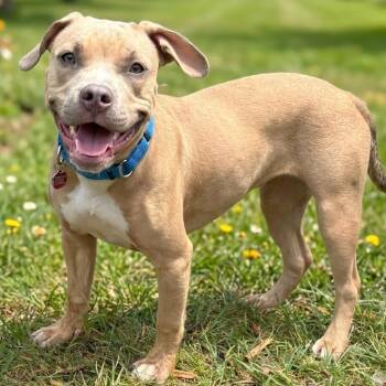 Wheaties -  Mixed Breed Dog for Adoption in Wheeling, Illinois - Wheaties | PetCurious