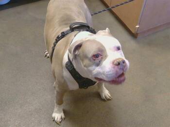 Pit Bull Terrier Dogs Available for Adoption - EL CHAPO | PetCurious