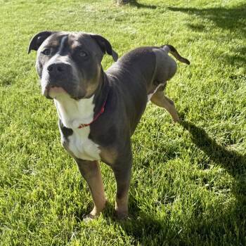 American Staffordshire Terrier Dogs Available for Adoption in Los Angeles, California - Garth | PetCurious