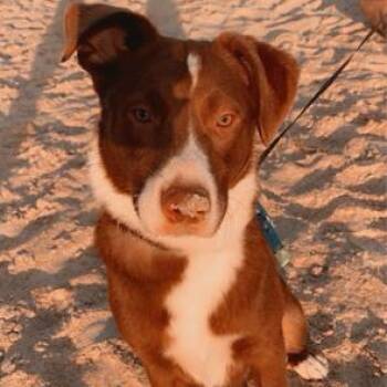 Australian Shepherd Dogs Available for Adoption in Melrose, Florida - Cashew | PetCurious