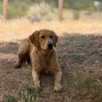 Luke -  Golden Retriever Dog for Adoption in Glenwood Springs, Colorado - Luke | PetCurious
