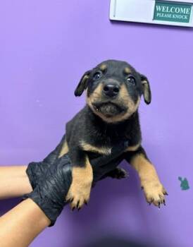 61765165 -  Rottweiler and Mixed Breed Dog for Adoption in El Paso, Texas - 61765165 | PetCurious