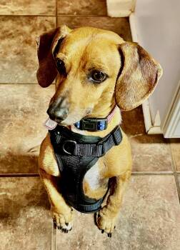 Henry in TN -  Dachshund Dog for Adoption in Shelbyville, Tennessee - Henry In TN | PetCurious