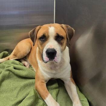 Guinness -  Boxer and Mixed Breed Dog for Adoption in Concord, North Carolina - Guinness | PetCurious