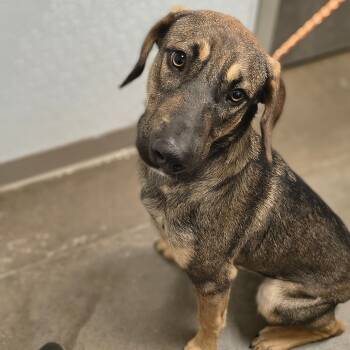 Rescue Shepherd and Mixed Breed Dogs for Adoption in Tulsa, Oklahoma - Sherlock | PetCurious