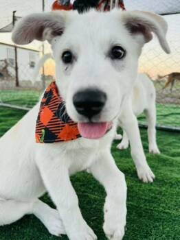 Harley -  Labrador Retriever Dog for Adoption in Cleveland, Texas - Harley | PetCurious