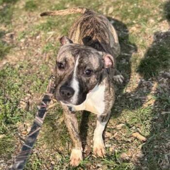 Mae -  Mixed Breed Dog for Adoption in Janesville, Wisconsin - Mae | PetCurious