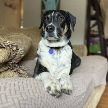 Hutch -  Hound and Labrador Retriever Dog for Adoption in Chatham, New Jersey - Hutch | PetCurious